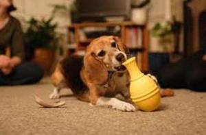 376x248xImmagine-Articolo_669.jpg.pagespeed.ic.vXI8ymfdsY