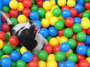 Forwardingdogs Doc (Fido)