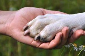 Immagine-Articolo_872