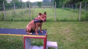 Luna inaugura il Campo Imparo Giocando