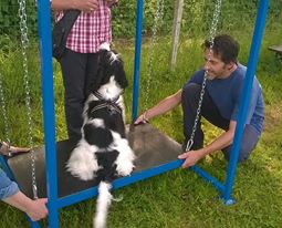 Fido(Forwardingdogs Doc) sul ponte mobile