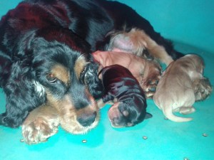 Cuccioli Luna 14.11 (1)