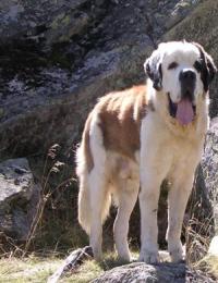 Zito Vom Malinvern (Leo)