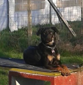 Diana allieva in educazione