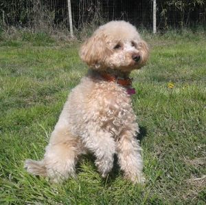 Trilly in asilo giornaliero