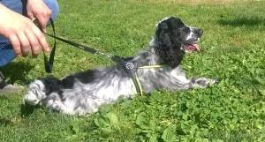 Forwardingdogs Dalì