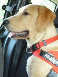 asso verso la scuola