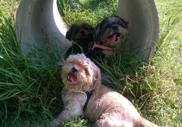 Pongo, Lilly e Minou in educazione 110715