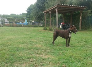 Fonzie in pensione 2015