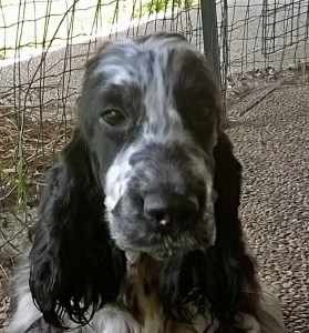 Forwardingdogs Poesia